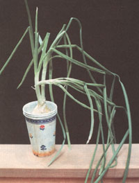 Onions are very reliable biennials that will usually produce blue-globed flowers and seed if planted in the spring.